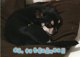 ¥·¥ç¥³¥¬¥ó¥Ð¥Ã¥¿