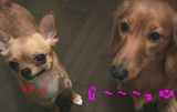 ¥ß¥ë¥¯¥Ð¥ó¥Ó