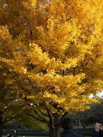 2008_1122fuji0022
