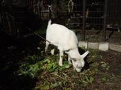 2008_1115fuji0004