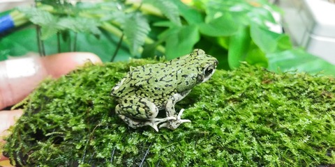 カエルミドリ様♡♡ テキサスミドリヒキガエル Bufo debilis 日本最大級の体感型