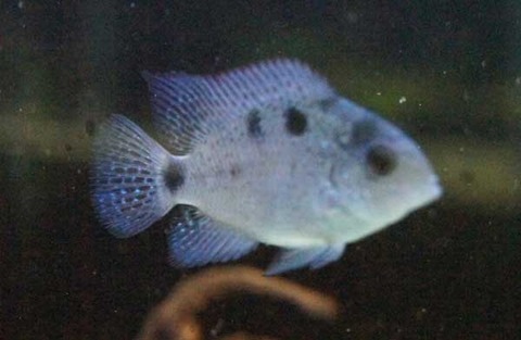 arugen1