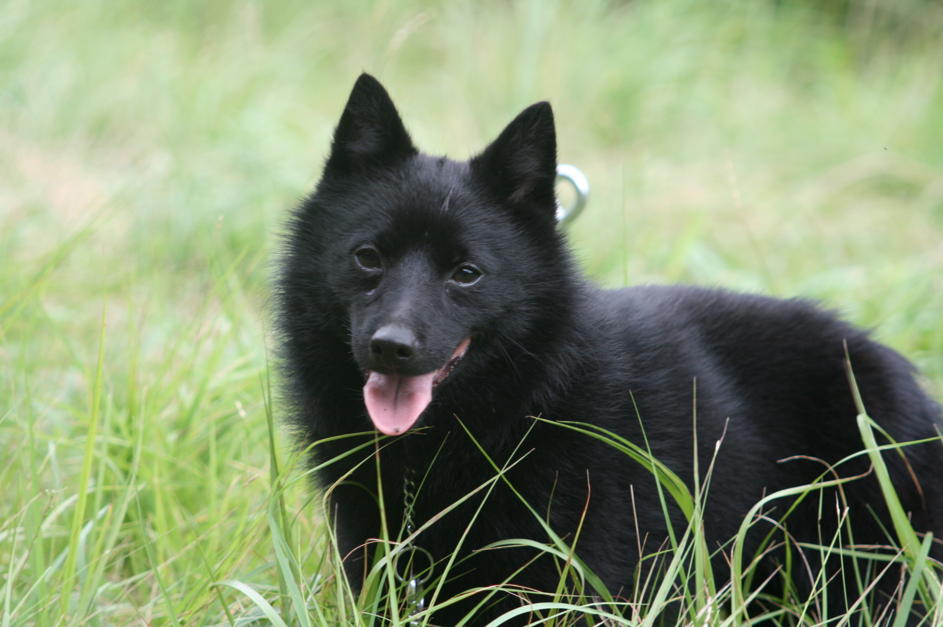 1000+ images about Schipperkes on Pinterest | Dogs, Dog name tags and Puppys1936 x 1288