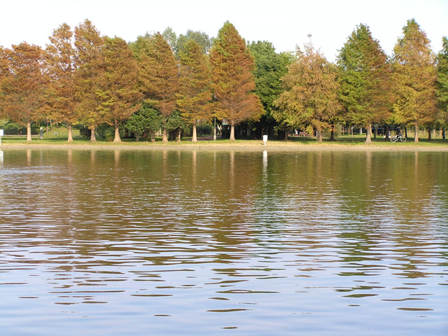 東京周辺さんぽ 水元公園～亀有 その2