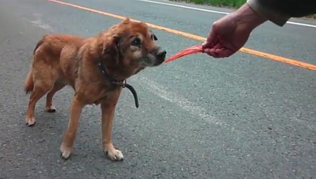 動物救助
