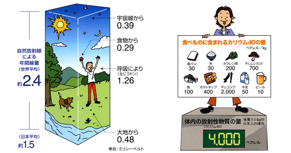 身の回りに存在する放射線 東京電力