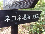 ネコネ場所1
