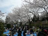 花見