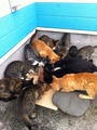猫だらけ