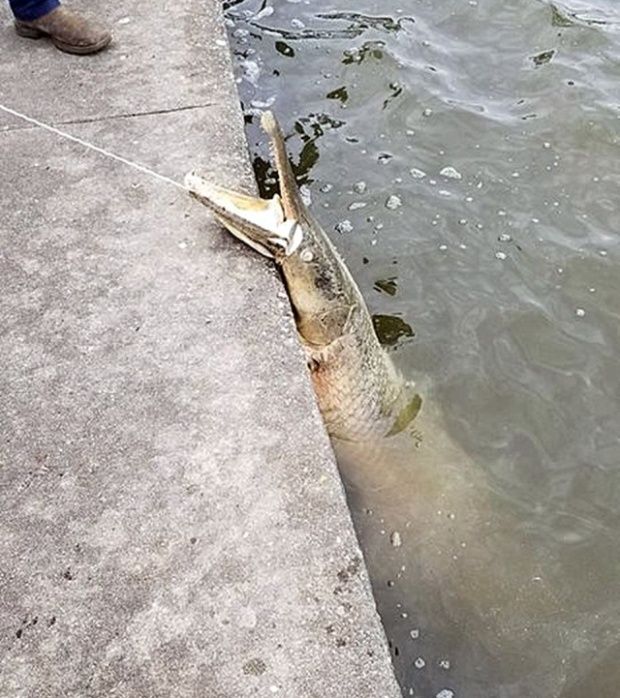 massive_alligator_gar_01