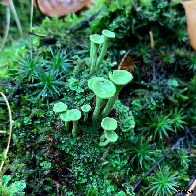 found_in_the_forest_04