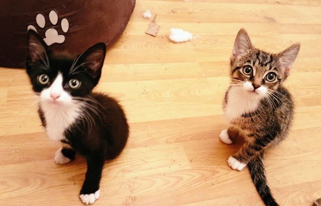 cats_01