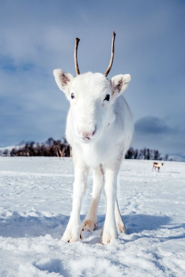 uncommon_white_reindeer_03