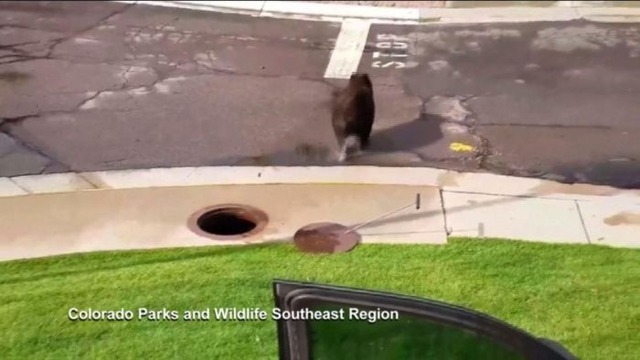 hungry_18st_bear_07