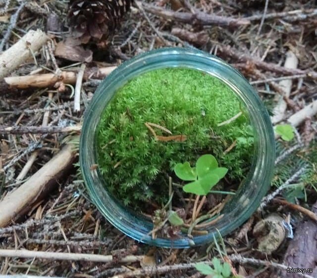 found_in_the_forest_07