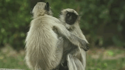 5GIF