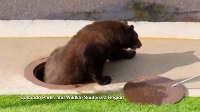 hungry_18st_bear_05