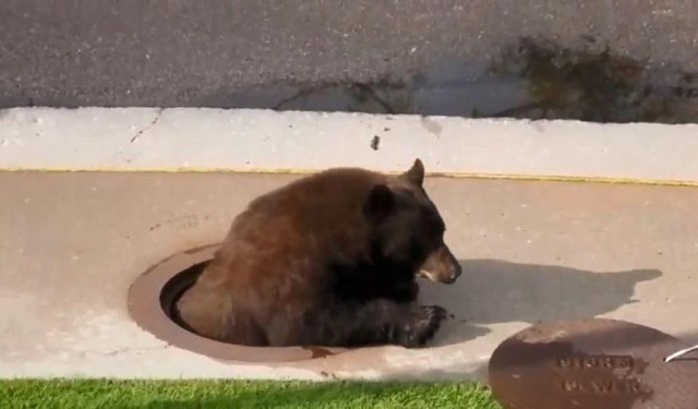 hungry_18st_bear_04