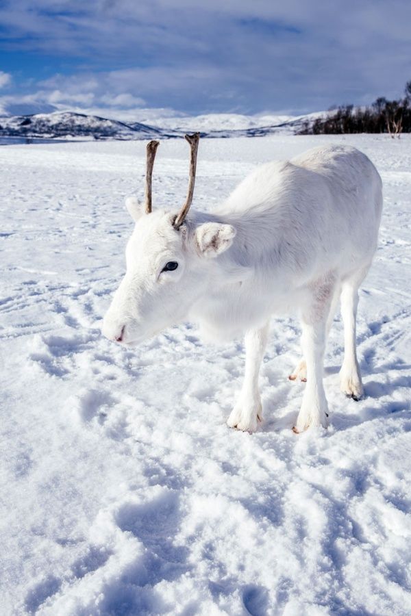 uncommon_white_reindeer_02