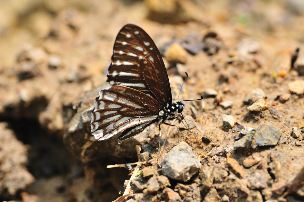 3fae6d86.jpg