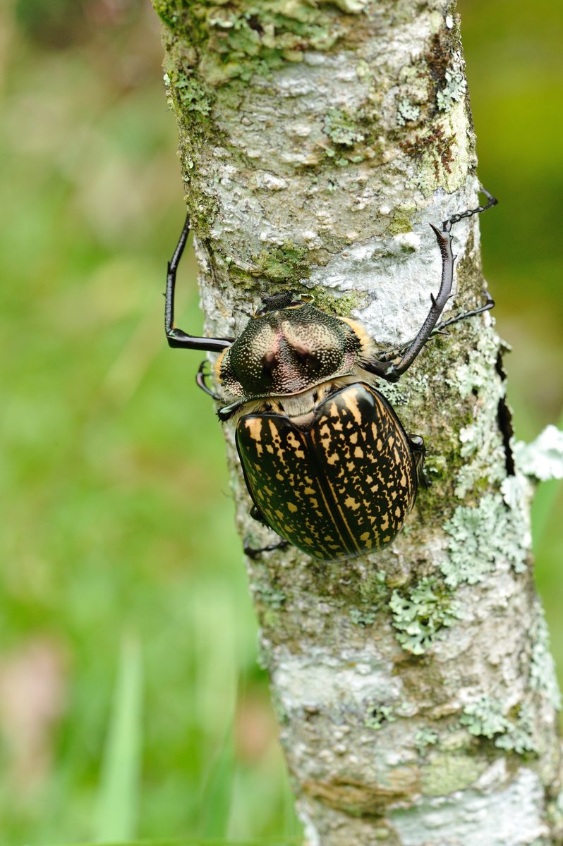 テナガコガネ ♂♀ 427728d9-s.jpg