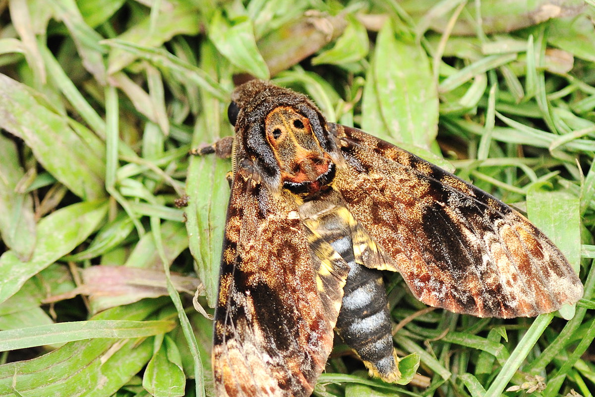 クロメンガタスズメ（国産） クロメンガタスズメ | Acherontia lachesis