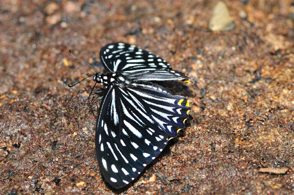 4a268402.jpg