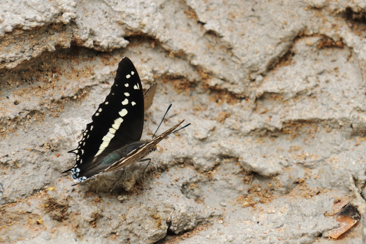6c1206f6.jpg
