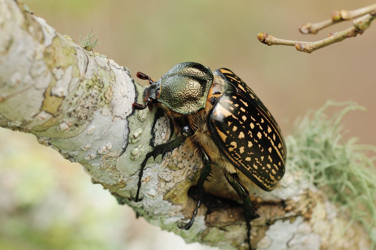 テナガコガネ（メス） in Khao Yai : Naturing Thailand