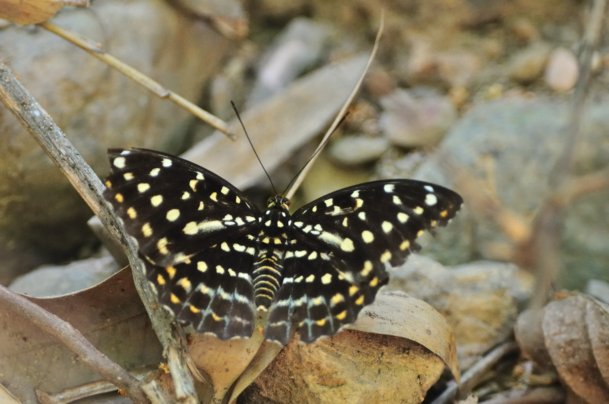 990cb037.jpg