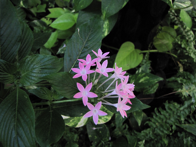 花01