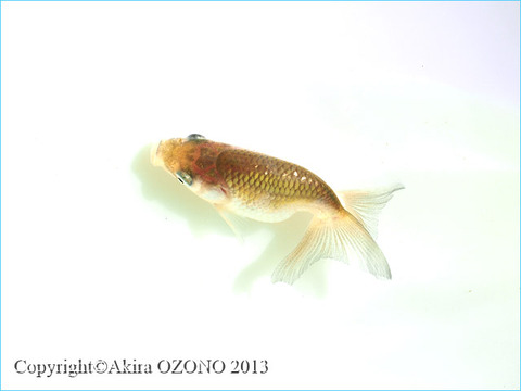 P7186565