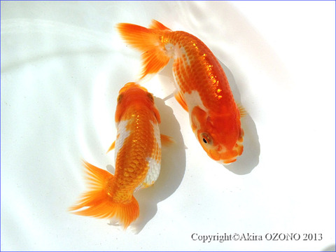 image-(51)