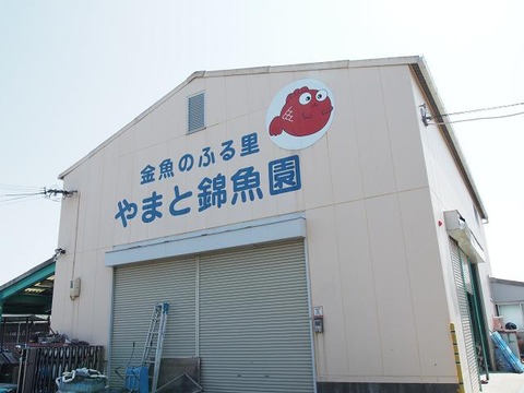 P5254542