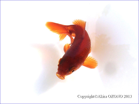 image-(42)