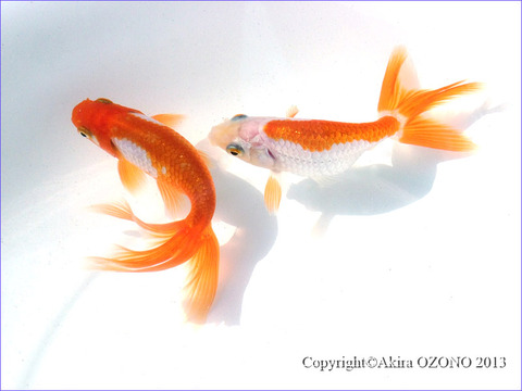 image-(48)