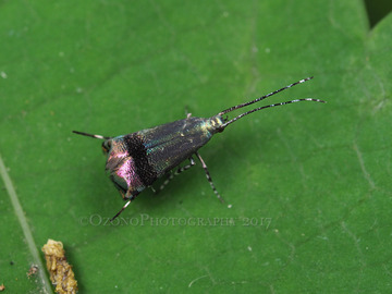 P7190039