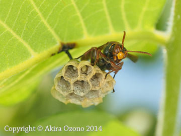 柔軟に : 湘南むし日記