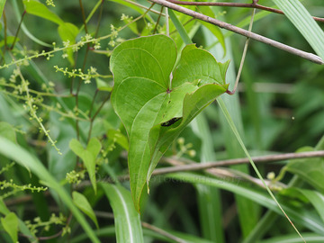 P7303327