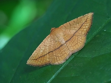 P62307882
