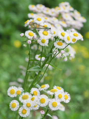 P4245236