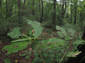 P8204975