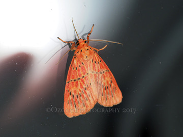 P7210018