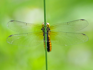 P5130519
