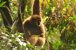 gibbon-rehabilitation