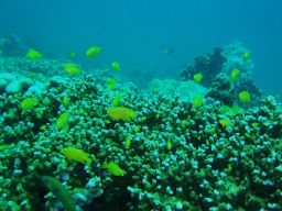 プーケット島 海
