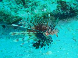 プーケット島 魚
