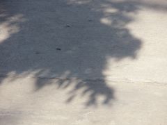 P1010003_240