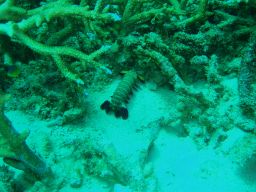 プーケット島 シャコ