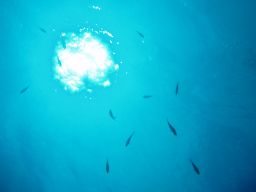 プーケット島 海